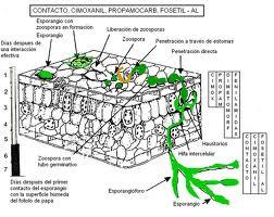 ¿Qué es un fungicida?