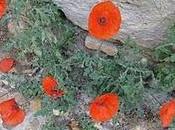 Tres años Vida divertido concurso