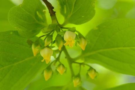 Flores del árbol del caqui, los futuros persimón