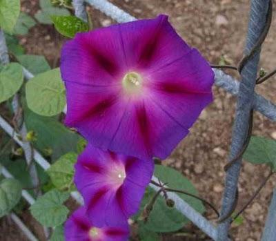 Campanilla Azul - Ipomoea purpurea