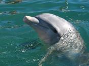 Psicocuriosidad: sueño delfines