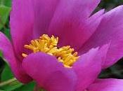 Peonia