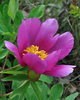 Peonia