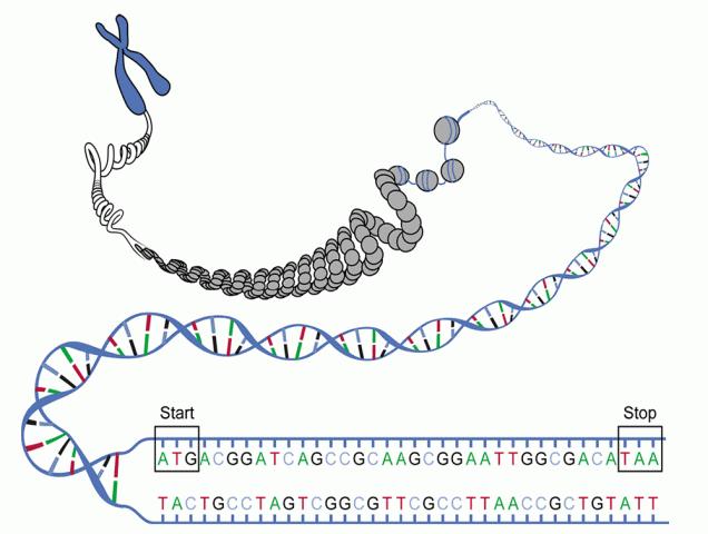 ADN mycoplasma mycoides sintético