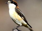 Alcaudón común-lanius senator-woodchat shrike