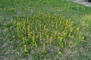 Orquídeas en la facultad