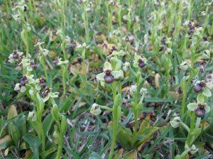 Orquídeas en la facultad