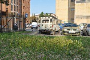 Orquídeas en la facultad