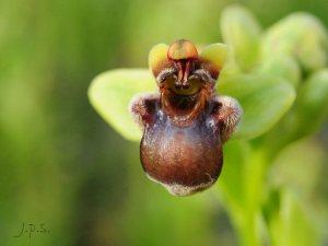Orquídeas en la facultad