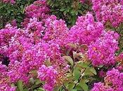 Crespón Lagerstroemia índica