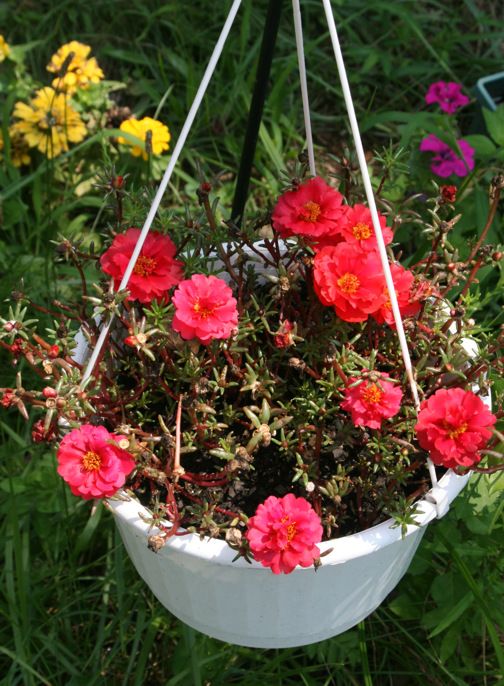 http://i59.photobucket.com/albums/g283/pamcrabtree/2009_Portulaca.png