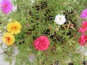 Portulaca Grandiflora