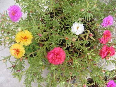 http://petunia.typepad.com/petunia/images/2007/07/31/portulacas.jpg