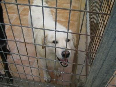 EN LA PERRERA EL PARAISO. A ESTOS PERROS NO LOS DIFUNDE NADIE. SI NO LOS ADOPTAN SERÁN SACRIFICADOS.