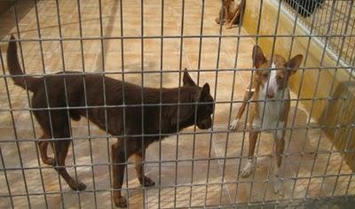 EN LA PERRERA EL PARAISO. A ESTOS PERROS NO LOS DIFUNDE NADIE. SI NO LOS ADOPTAN SERÁN SACRIFICADOS.