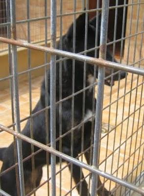 EN LA PERRERA EL PARAISO. A ESTOS PERROS NO LOS DIFUNDE NADIE. SI NO LOS ADOPTAN SERÁN SACRIFICADOS.