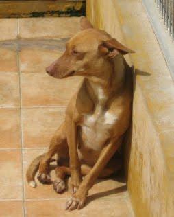 EN LA PERRERA EL PARAISO. A ESTOS PERROS NO LOS DIFUNDE NADIE. SI NO LOS ADOPTAN SERÁN SACRIFICADOS.