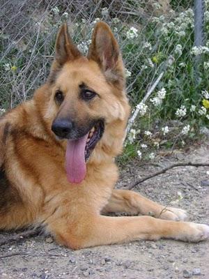 Canela: Pastora alemana en Zaragoza busca familia