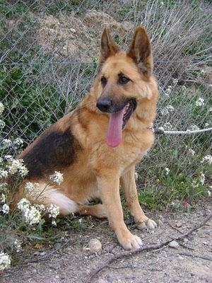 Canela: Pastora alemana en Zaragoza busca familia