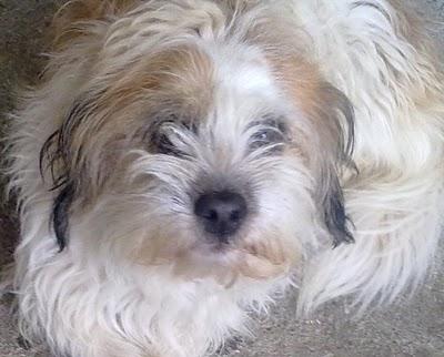 CANICHE EN LA CALLE, SU DUEÑO HA MUERTO, BADAJOZ‏