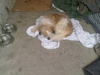 CANICHE EN LA CALLE, SU DUEÑO HA MUERTO, BADAJOZ‏