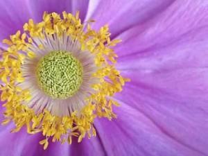 crisantemo Cúrate con las hierbas: el crisantemo