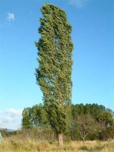 alamo-arbol Todas las propiedades del álamo