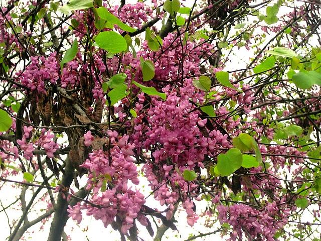 Llegó la Primavera...