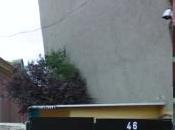 mono galgo dominical