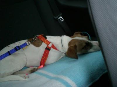 CACHORRO MANCHITAS-BUSCA HOGAR URGENTE!- MURCIA‏