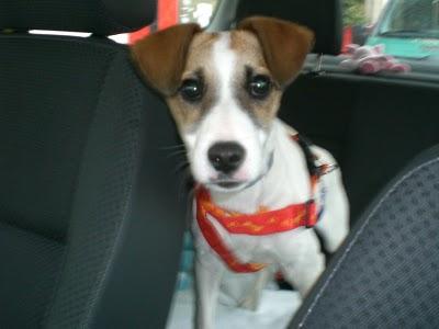 CACHORRO MANCHITAS-BUSCA HOGAR URGENTE!- MURCIA‏