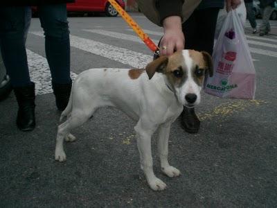 CACHORRO MANCHITAS-BUSCA HOGAR URGENTE!- MURCIA‏