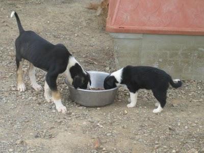 Cachorros al borde la muerte