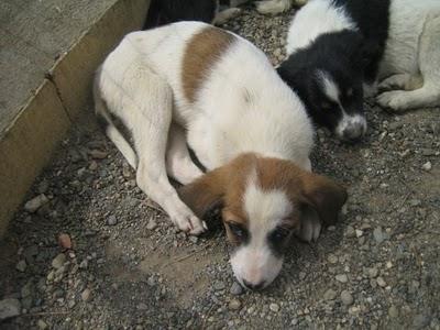 Cachorros al borde la muerte