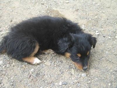 Cachorros al borde la muerte