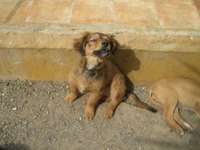 Cachorros al borde la muerte