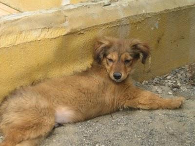 Cachorros al borde la muerte