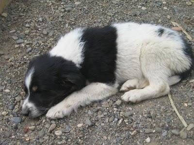 Cachorros al borde la muerte