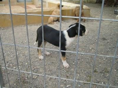 Cachorros al borde la muerte