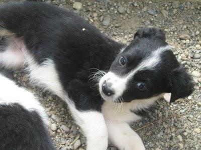 Cachorros al borde la muerte