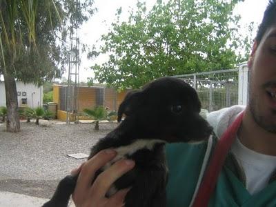 Cachorros al borde la muerte