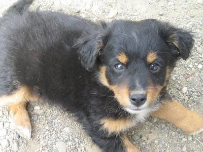 Cachorros al borde la muerte