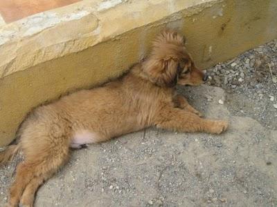 Cachorros al borde la muerte