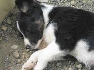 Cachorros al borde la muerte