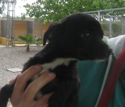 Cachorros al borde la muerte