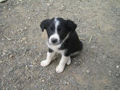 Cachorros al borde la muerte