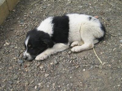 Cachorros al borde la muerte