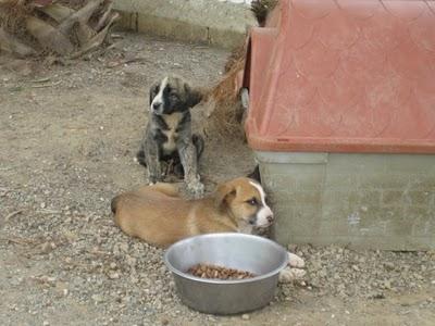 Cachorros al borde la muerte
