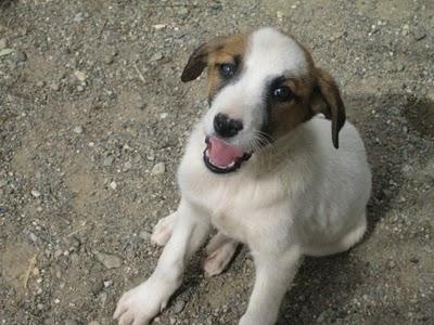 Cachorros al borde la muerte