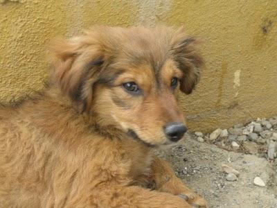 Cachorros al borde la muerte